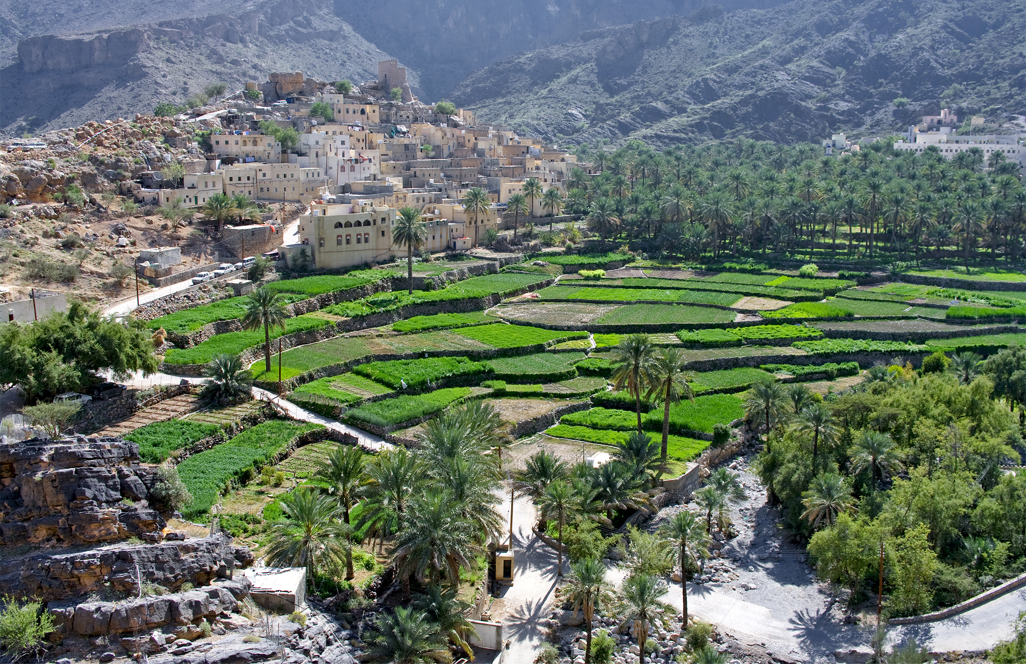 The cultivated areas in the Sultanate extended by 6.2% at the end of 2023, reaching 293,070 thousand acres