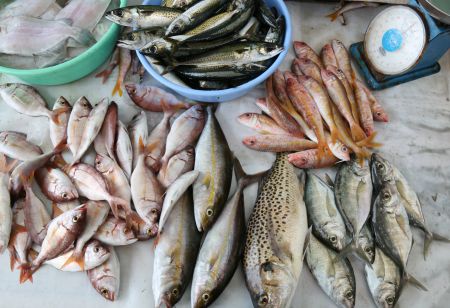 67 thousand tons of fish landed by traditional fishing in March 2024
